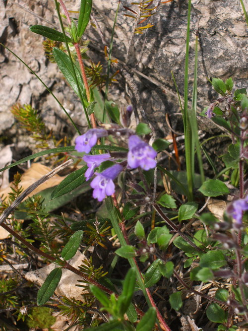 Prealpi Gardesane - Acinos alpinus